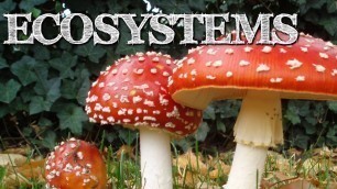 'Understanding Ecosystems for Kids: Producers, Consumers, Decomposers - FreeSchool'