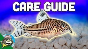 'Cory Catfish Care Guide - Aquarium Co-Op'