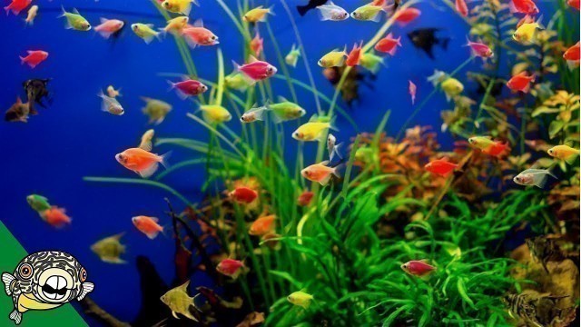 'Glofish Care Guide - Aquarium Co-Op'