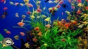 'Glofish Care Guide - Aquarium Co-Op'