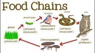 'Food Chains for Kids: Food Webs, the Circle of Life, and the Flow of Energy - FreeSchool'