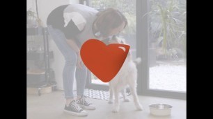 'Dog Social Dating Advert - Pets Love Fresh'