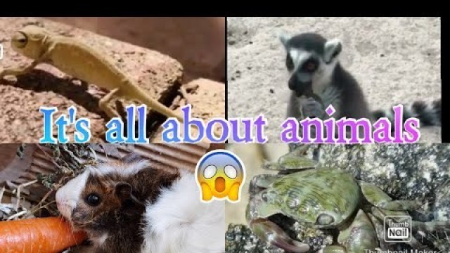 'It\'s all about animals | animals eating their food'