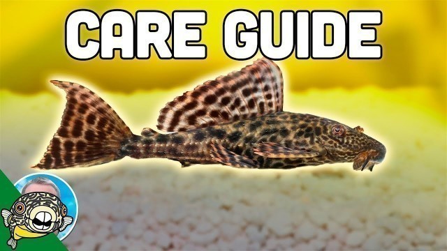 'Pleco Fish Care - Plecostomus - Aquarium Co-Op'