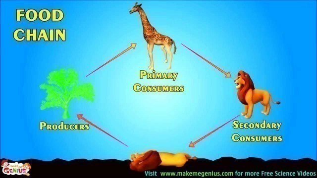 'Food Chains , Food Webs , Energy Pyramid - Education Video for kids by makemegenius.com'