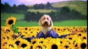 'PAL Dog Food \'Chicken & Sunflower Oil\' Advert'