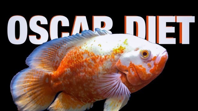 'Oscar Fish Diet Guide'