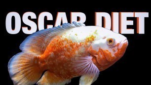 'Oscar Fish Diet Guide'