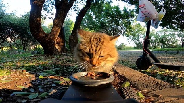 'Fluffy cat happily runs to the food delivery robot!'