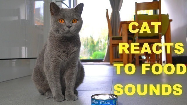 'Cat Reacts To His Favorite Food Sounds'