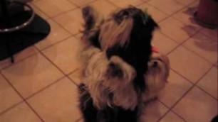 'two shih tzus dancing for food'