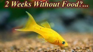 'How Many Days Molly Fish Can Survive Without Eating?... Problems Over Feeding / Fish Aquarium Tamil'