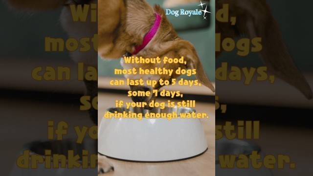 'How Long Can A Dog Go Without Eating'