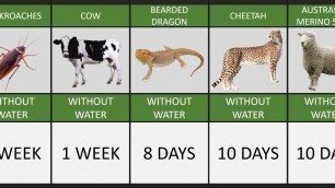 'How Long Animals Can live Without Food  Comparison.'