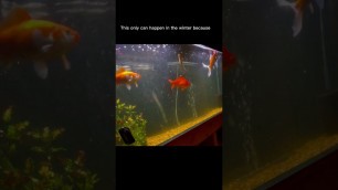 'How long can a GOLDFISH survive without FOOD? #fishtank #goldfish'