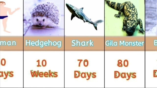 'how much long time animals can live without food Comparison video |'