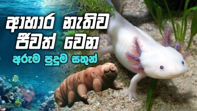 'ආහාර නැතිව ජීවත් වෙන අරුම පුදුම සතුන් - Animals That Can Survive Without Food the Longest'