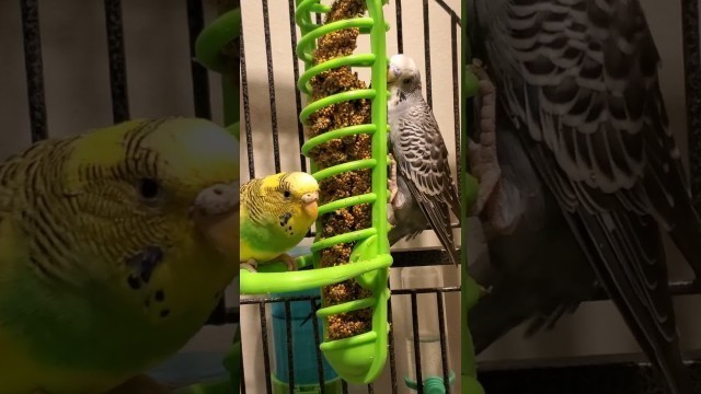 'Budgies (Parakeets) & Spray Millet, their favorite food! #shorts'