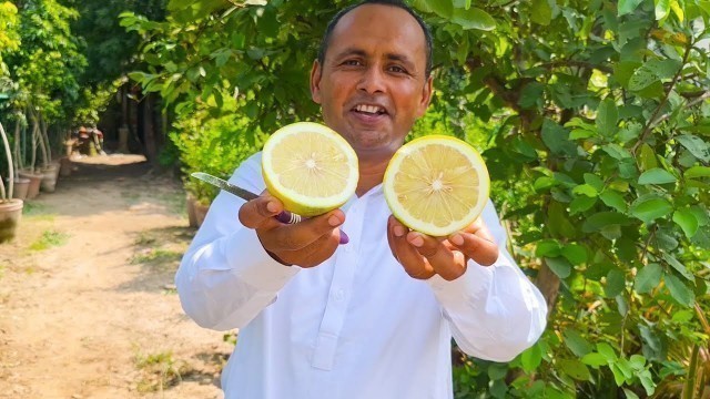 'BAGH LAGAYA | Garden Cultivation | 20 Types Fruits Tree | Mubashir Saddique | Village Food Secrets'