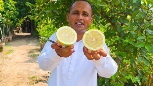 'BAGH LAGAYA | Garden Cultivation | 20 Types Fruits Tree | Mubashir Saddique | Village Food Secrets'