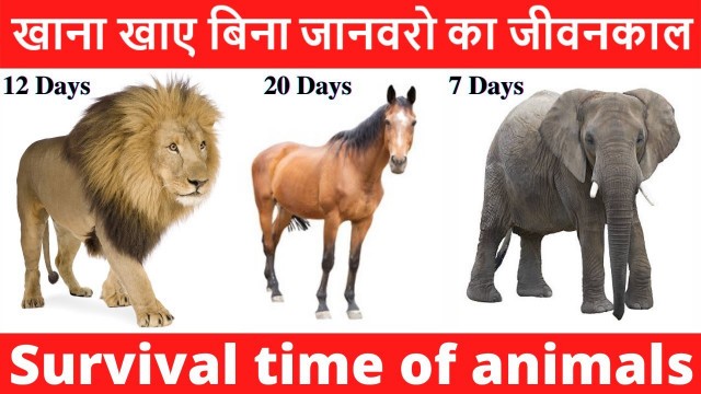 'How many days animals can survive without food ? | खाना खाए बिना जानवर कितने दिन जिंदा रह सकते हैं ?'