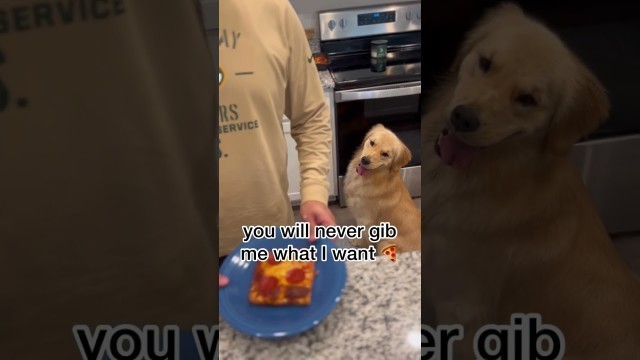 'what’s your favorite food?! #reels #funnydogs #funny #foodie #food #trending #trendingshorts'