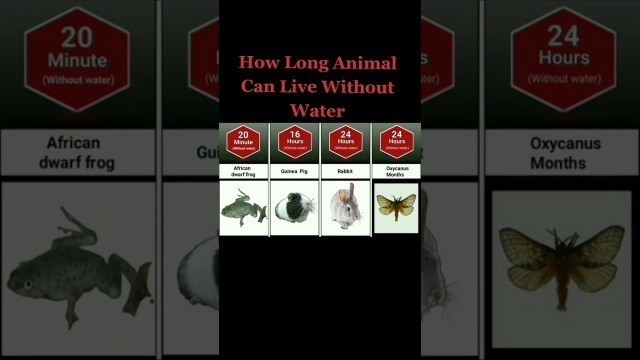 'how long animals can live without water #shorts #animals #wildlife #lion #water #exotic #viral'