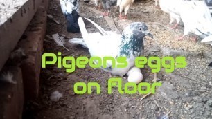 'how long can pigeon eggs survive without incubation - pigeons laying eggs on the floor - (part 1)'