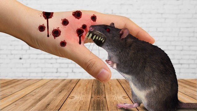 'Stop motion Cooking - Making Mouse Soup / Stop Motion Food - Stop Motion 4K - Crazy Cooking Horror'