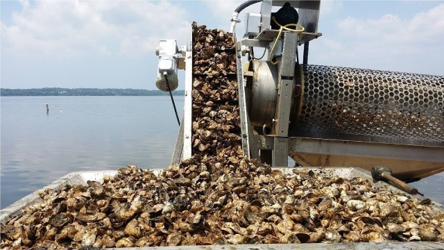 'Octopus and Oyster Processing In Factory - Seafood Factory Amazing Processing'