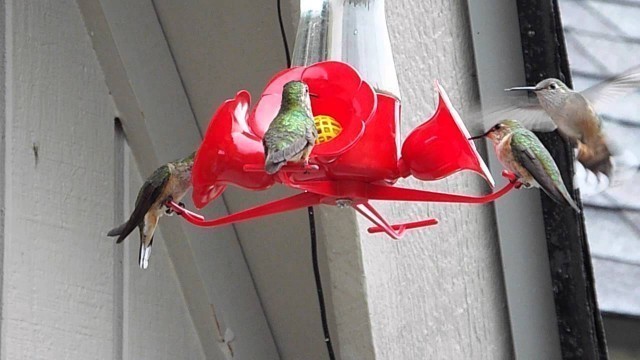 'My Very Busy Hummingbird Feeder'