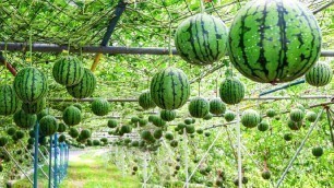 'World\'s Most Expensive Watermelon - Japanese Black Watermelon Cultivation - Black Watermelon Farm'