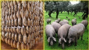 'Black Pig Farming in Forest - World Most expensive Ham - Black Pig Jamón Processing Factory'