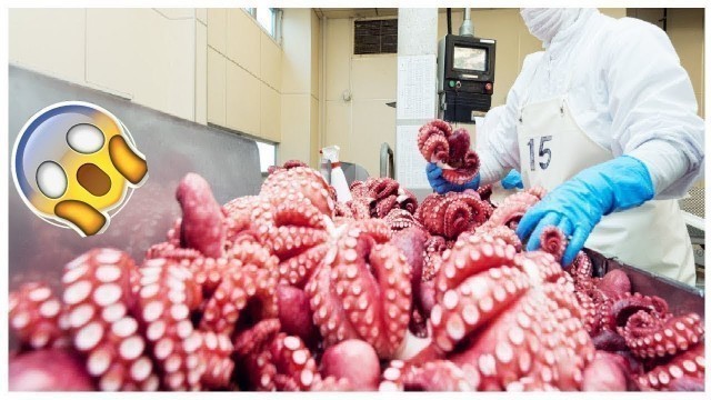 'Amazing Octopus Processing Machines in Seafood Factory - Fastest Food Cutting and Processing Skills'