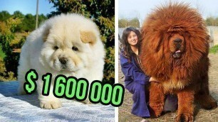 'THE Most EXPENSIVE DOG BREEDS In The World'