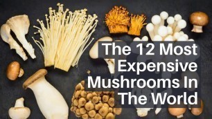 '12 Most Expensive Mushrooms in the World'