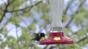 'Feeding Hummingbirds - Make Your Own Hummingbird Food'