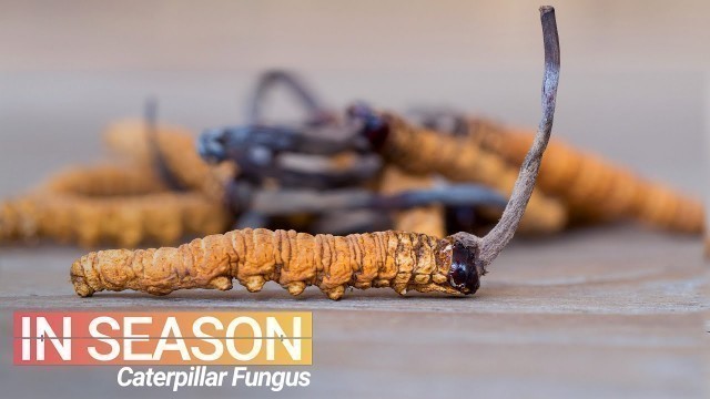 'Cordyceps Season: Hunt for the World’s Most Expensive Fungus - In Season (S1E4)'