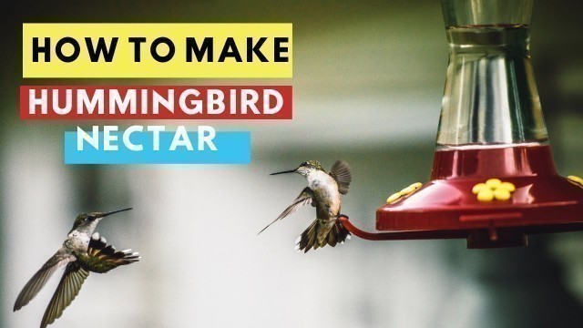 'How to Make Hummingbird Nectar | DIY Hummingbird Food'