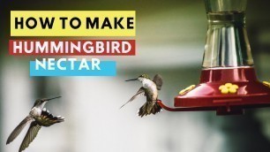 'How to Make Hummingbird Nectar | DIY Hummingbird Food'