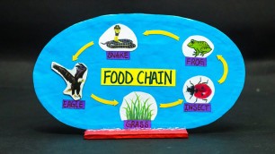 'Food Chain Working Model | Science Projects'