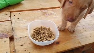 'Preparing food for Labrador puppy | beef pro'