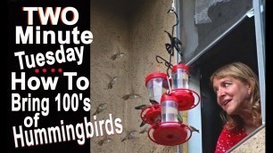 'EASY Recipe Feeding 100\'s of Hummingbirds Nectar Food Bees Feeders Tame birds'