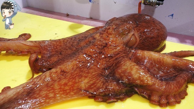 'KOREAN STREET FOOD GIANT OCTOPUS DEVIL FISH KOREA SEAFOOD MARKET 포항 송도활어회센터 문어 291220'