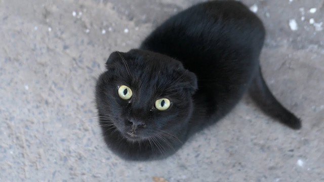 'Black cat only thinks about hot food'