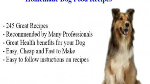 'vegan dog food recipes'