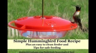 'How to Make Hummingbird Nectar, Plus Feeding Tips and Our Favorite Feeder'