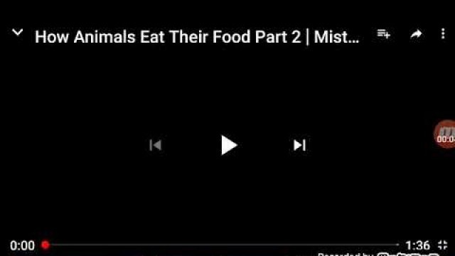 'MY REACTION TO:How Animals Eat Their Food(part 2)'