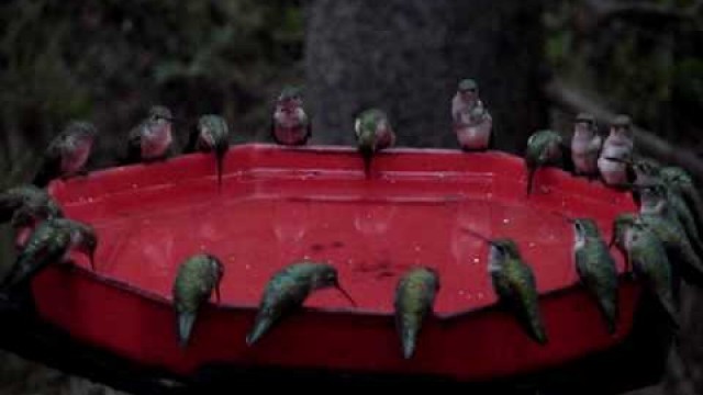 'world\'s largest hummingbird feeder, dzerres, swarm, hummers'