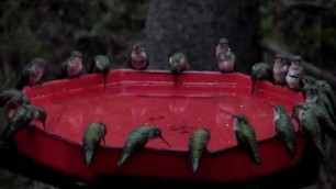 'world\'s largest hummingbird feeder, dzerres, swarm, hummers'